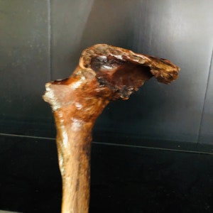May include: A close-up of a large, brown animal bone with a rough, textured surface. The bone is curved and has a long, slender shaft.