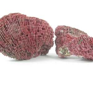 May include: Two pieces of red coral, one with a more porous texture and the other with a more lattice-like structure.