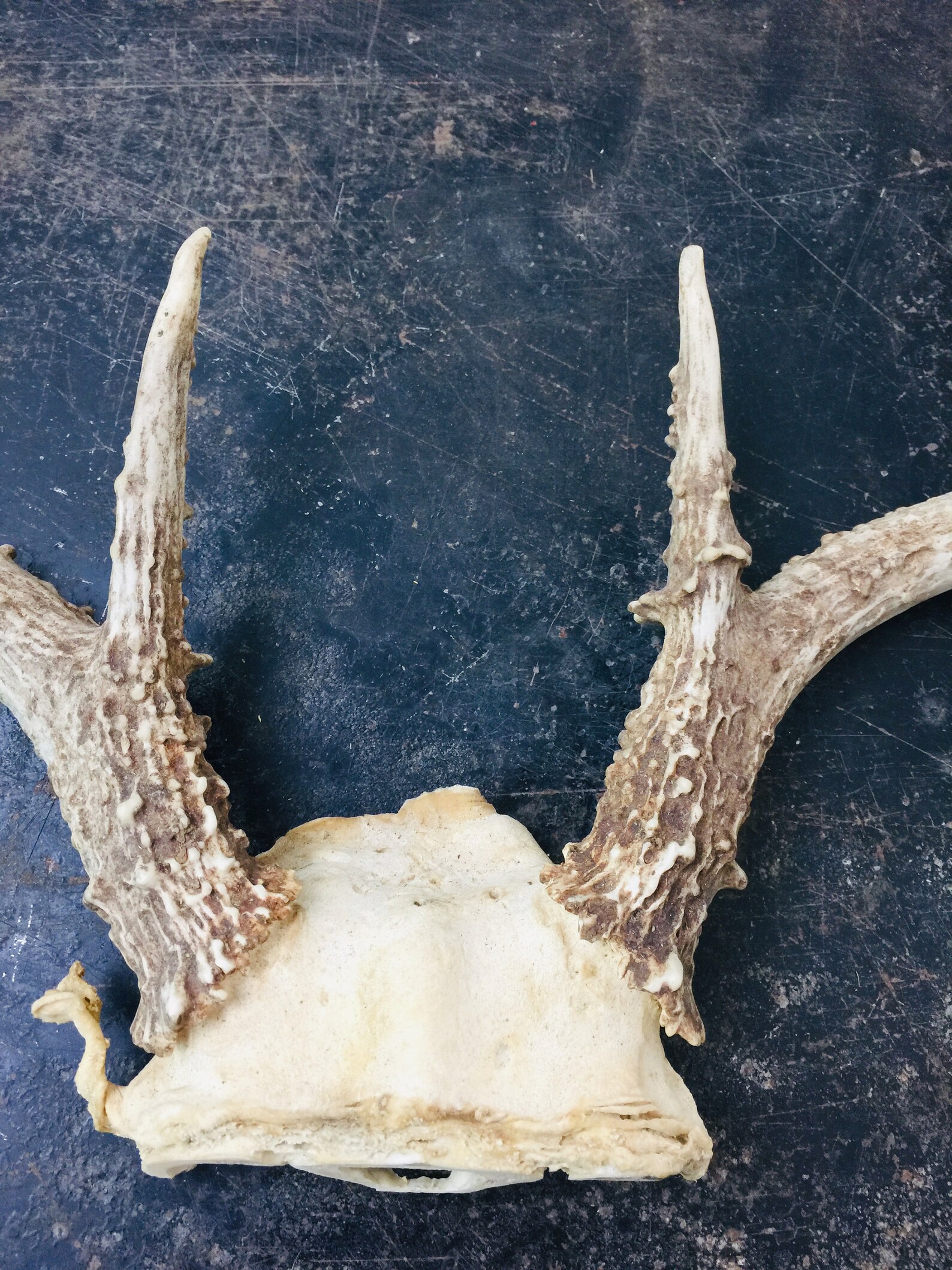 Vintage Antler Mount Wall Decor Wall Hanging Hunting Lodge | Etsy