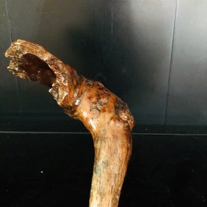 May include: A close-up of a wooden walking stick with a natural, gnarled handle. The stick is brown and has a rough texture.