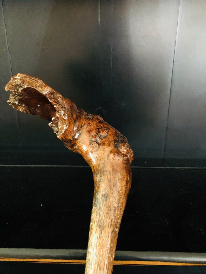 May include: A close-up of a wooden walking stick with a natural, gnarled handle. The stick is brown and has a rough texture.