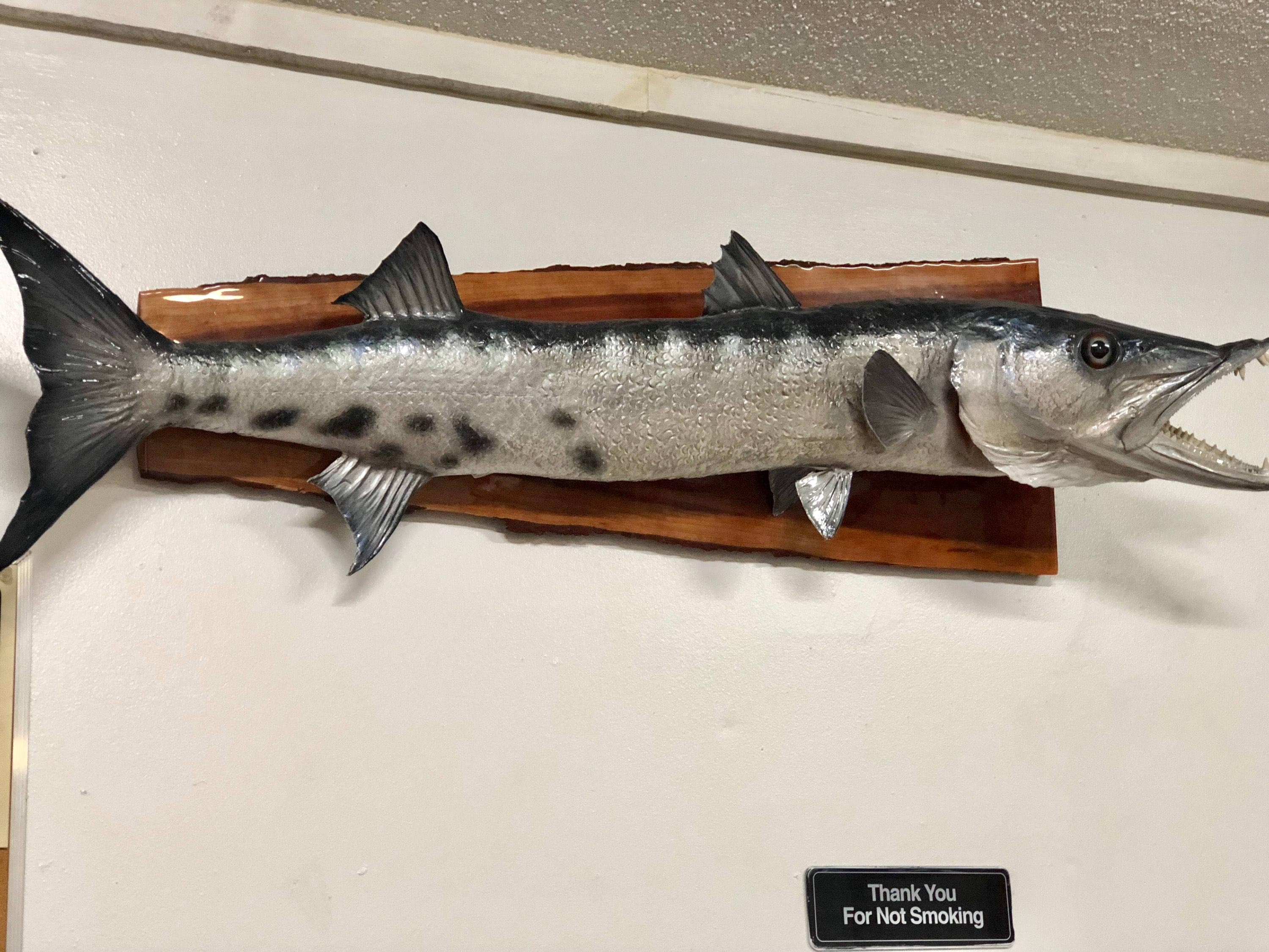 Fish Mount Natural Fish Mounts Barracudavintage Mount Wall Etsy Fish Mount Natural Fish Mounts Barracudavintage Mount Wall Etsy