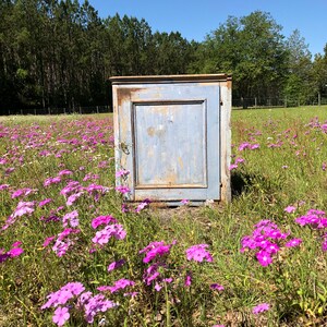 May include: A weathered blue cabinet with a single door stands in a field of pink flowers. The cabinet has a simple design with a single panel door and a slightly distressed finish.