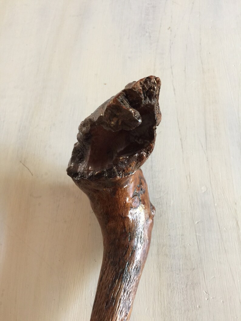 May include: A close-up of the top of a wooden walking stick with a unique, knobby handle. The handle is dark brown and has a natural, rustic finish.