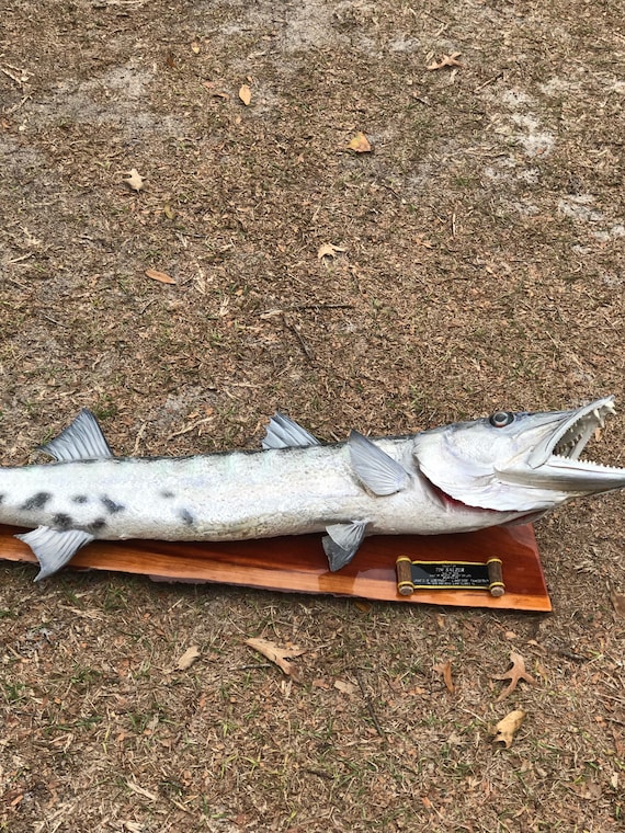 Fish Mount, Natural Fish Mounts, Barracuda,vintage Mount, Wall