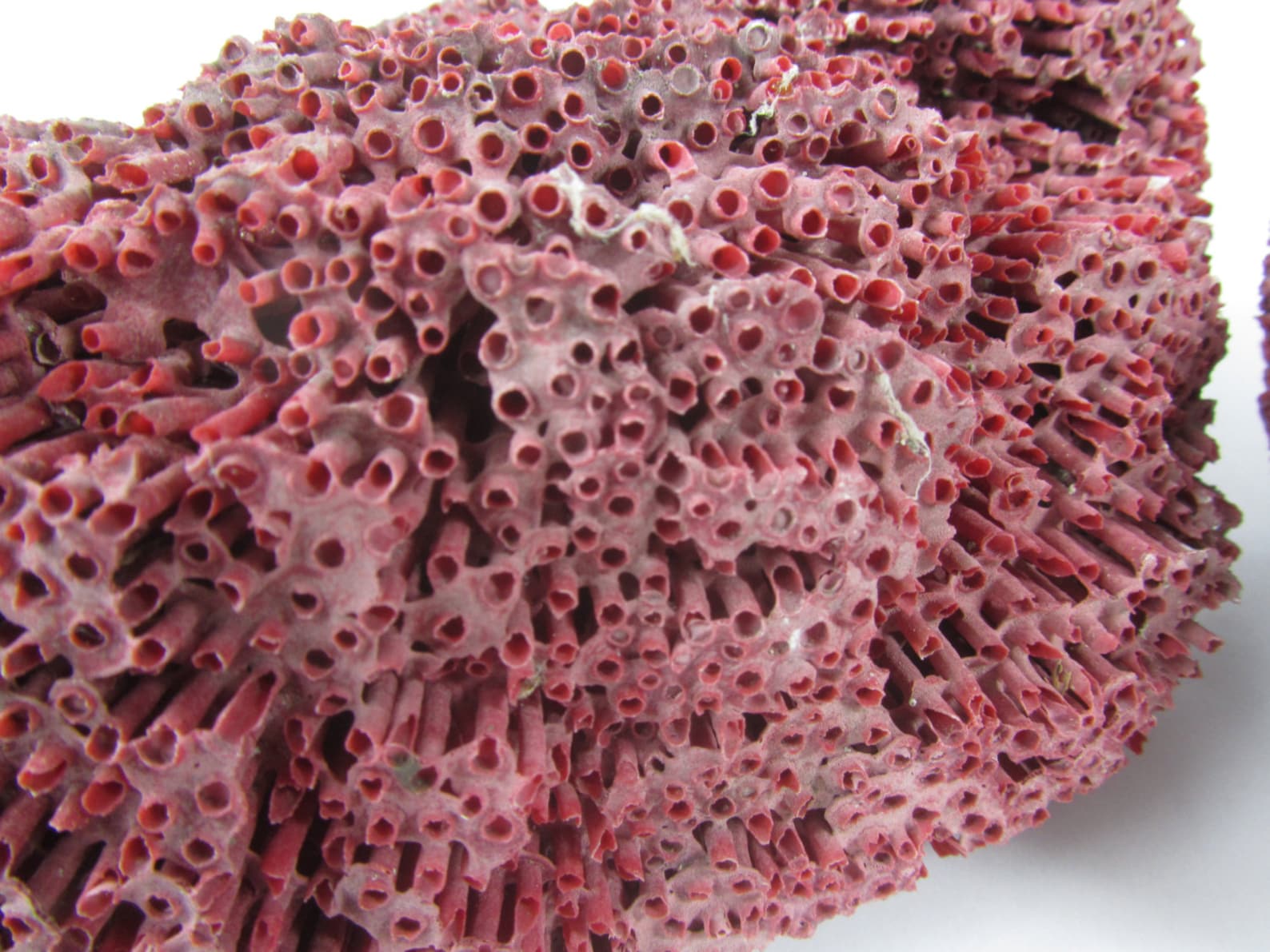 Red Pipe Coral Specimen Natural Coral Coral Sea Shell | Etsy