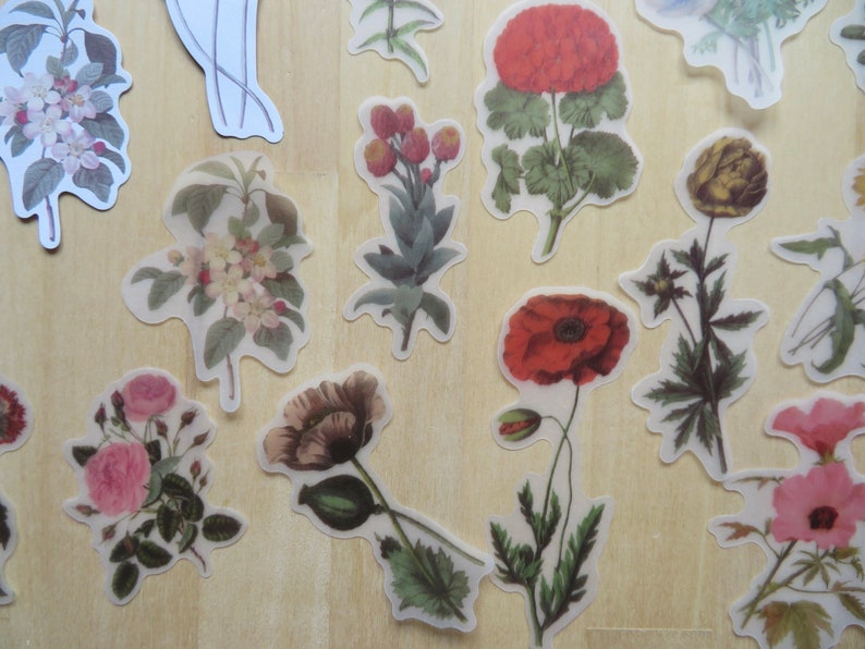 40 Illustrated Flower Stickers, Paper & PVC Nature Garden Woodland Plant Planner Journal Stickers, Botanical Stationery, Gardener Gift image 5