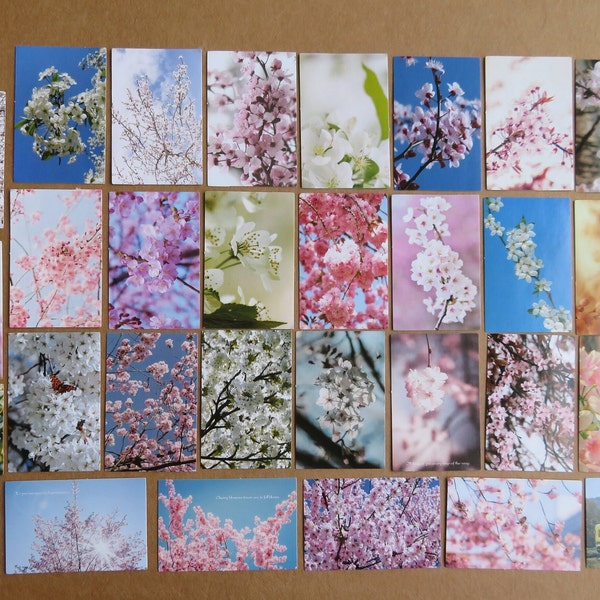 Cherry Blossom Photo Stickers, Botanical Spring Floral Journal Scrapbook Stickers, Pink & White Flower Theme Cherry Blossom Stationery