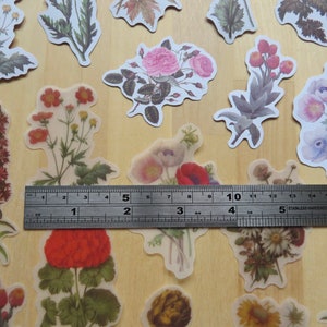 40 Illustrated Flower Stickers, Paper & PVC Nature Garden Woodland Plant Planner Journal Stickers, Botanical Stationery, Gardener Gift image 2