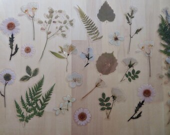 May include: Assortment of pressed flowers and leaves, including daisies, ferns, and delicate white blossoms. The botanical elements are arranged on a light wooden surface, showcasing natural textures and colors. Ideal for crafting or decorative projects.