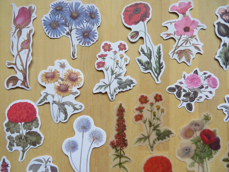 40 Illustrated Flower Stickers, Paper & PVC Nature Garden Woodland Plant Planner Journal Stickers, Botanical Stationery, Gardener Gift image 3