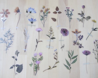 May include: Assortment of pressed flowers and foliage, including daisies, roses, and various leaves, taped to a light wood surface. The collection features a range of colors, from soft pinks and purples to vibrant yellows and greens, showcasing natural botanical elements.