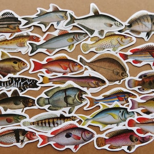25 Illustrated Fish Stickers, Aquatic Fish Planner Journal Scrapbooking  Stickers, Fishing Fisherman Gift Stationery