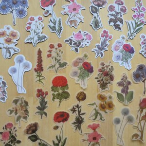 40 Illustrated Flower Stickers, Paper & PVC Nature Garden Woodland Plant Planner Journal Stickers, Botanical Stationery, Gardener Gift image 1