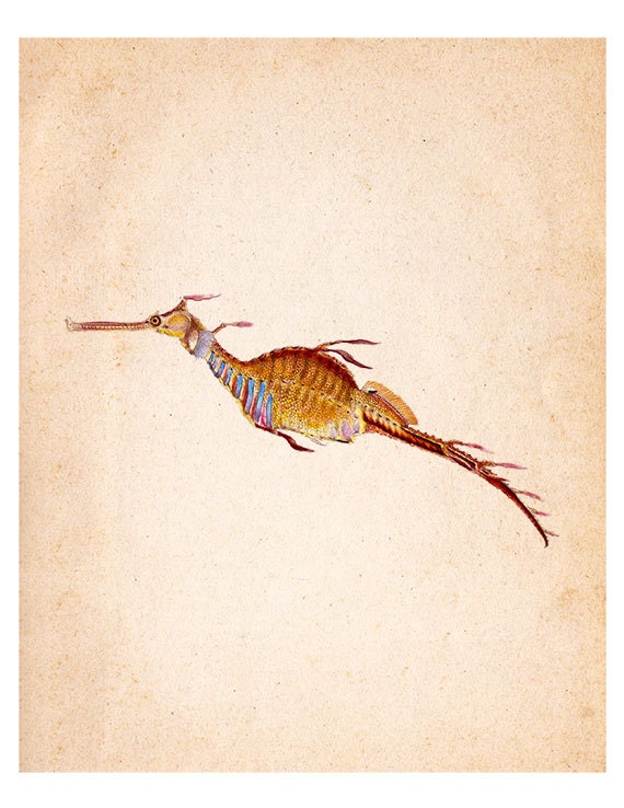 Items similar to Seahorse 01 Vintage Illustration Wall Decor Print (sda022) on Etsy