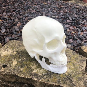 MEDICAL SCIENCE ODDITY Oddities Morbid Gothic Oddity: Humanum Scholarum Habilis Skull Replica Oddity