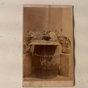 YOUNG FELiNE STUDY: Three Cats on a Drum CDV - Hearts Are Trump Carte de Visite
