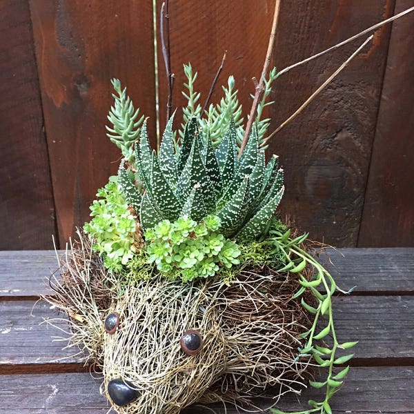 Hedgehog, planter, succulent hedgehog, unique gift