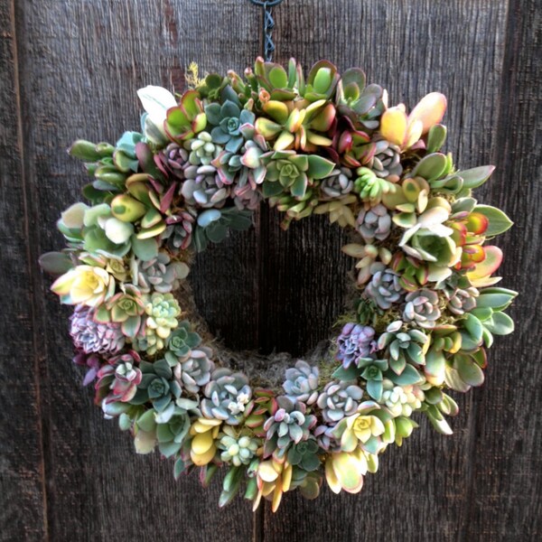 14" Living Succulent Wreath- Spring Wreath, Great Birthday, Anniversary, or wedding gift