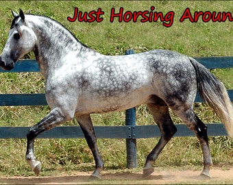 dapple horse etsy