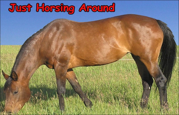 Horsing Around! Black Horse Fridge Magnet 