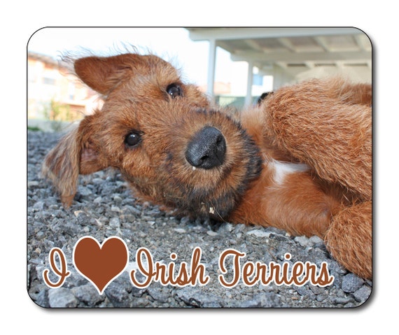Irish Terrier Dog Choice of size /& colours! I Love Irish Terriers T shirt