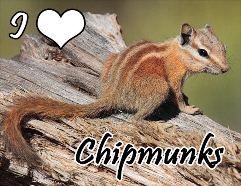 I Love Chipmunks Fridge Magnet 7cm by 4.5cm,