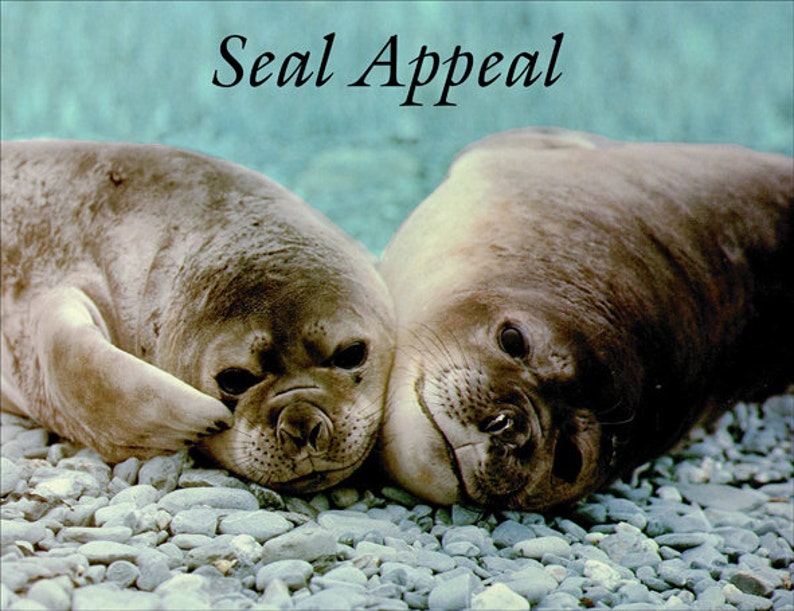 Seal Appeal Fridge Magnet 7cm by 4.5cm,