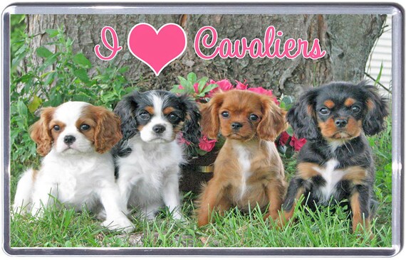 Cavalier King Charles Spaniel Fridge Magnet /"A VERY SPOILT CAVALIER LIVES HERE/"