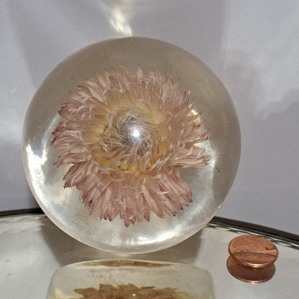 Sweet, old, lucite, strawflower paperweight...such a pale, velvety pinkish lavender color. A tender memento from the past (1940s)