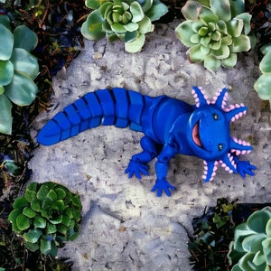 May include: A blue axolotl with pink gills smiles at the camera. The axolotl is on a gray background with green succulents.