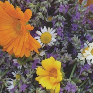 Cartões de saudação de lavanda, camomila e calêndula para cura e bem-estar - Pacote com 8, 16, 24 unidades, conjunto de artigos de papelaria para aromaterapia, nota de atenção plena