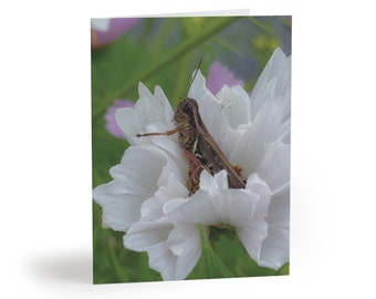 Red-Legged Grasshopper - Melanoplus femurrubrum, in Cosmos 'Seashells' Bloom - Greeting cards (8, 16, and 24 pcs)