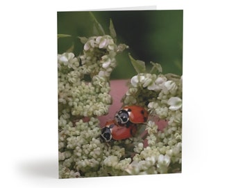 Lady Bug Love - Hippodamia variegata, on Wild Carrot, Daucus carota, Queen Anne's Lace - Greeting cards (8, 16, and 24 pcs)