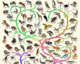 Evolutionary Biology Tree of Life Poster: Educational Nature Art