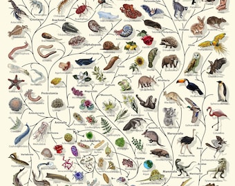 Poster Evolution - Poster Tree of Life - Idea regalo Biology Lover