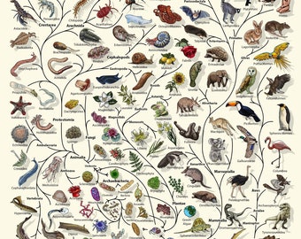 Evolution Tree of Life Poster: Biology Art Print