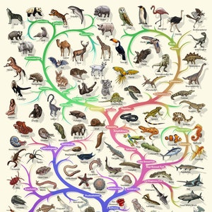 Evolutionaire Biologie Levensboom Poster - Nature Lover Gift Idee