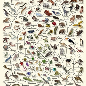 Evolution Poster - Tree of Life Poster - Biology Lover Gift Idea