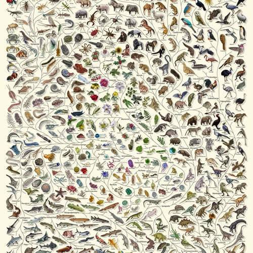 Tree of Life Poster Evolution Poster Natural History Etsy UK