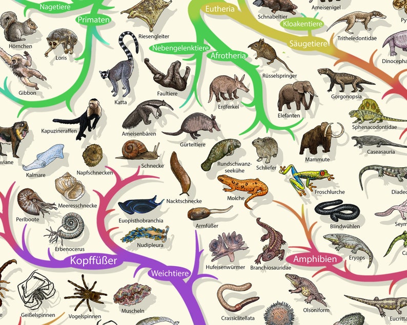 Phylogenetic Tree of Life Poster: Darwinian Evolution Art - Etsy