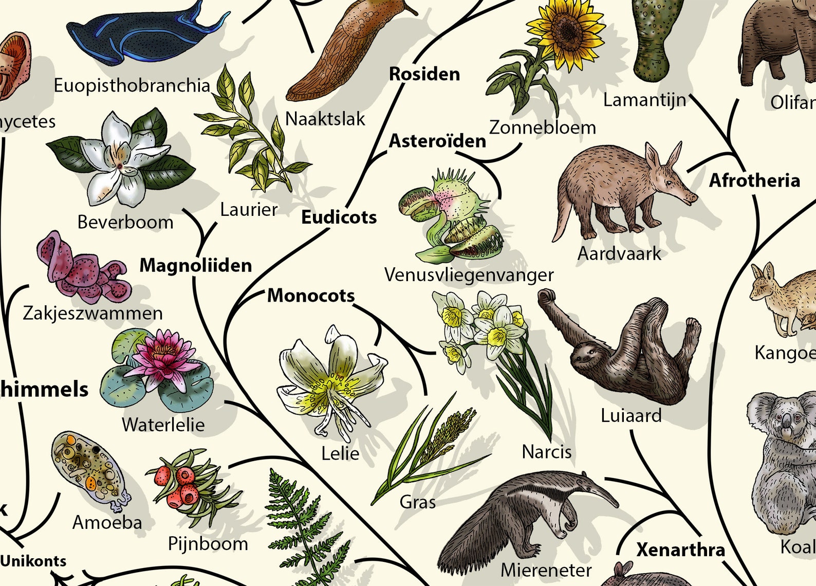 Evolution Tree of Life Poster: Biology Art Print - Etsy UK