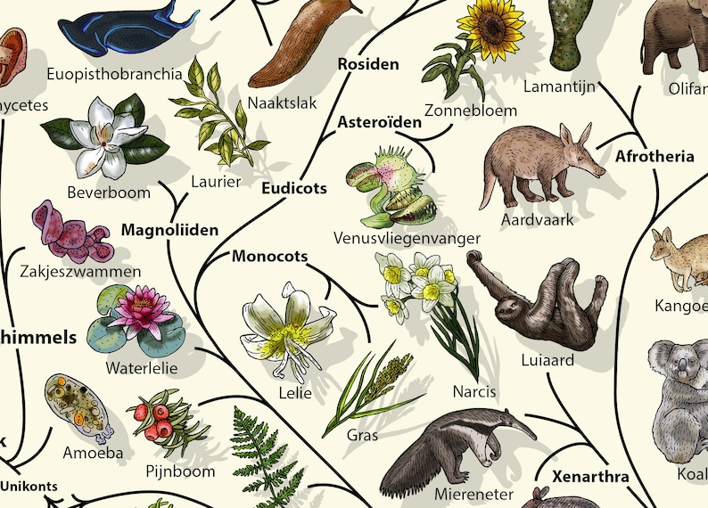 Evolution Tree of Life Poster: Biology Art Print - Etsy UK