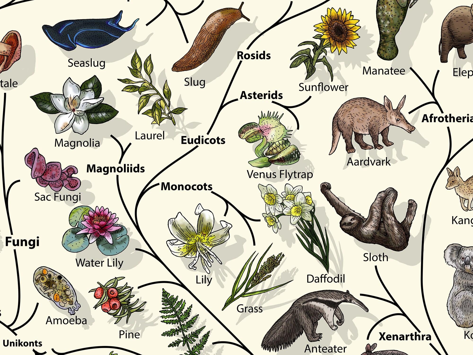 Evolution Tree of Life Poster: Biology Art Print - Etsy