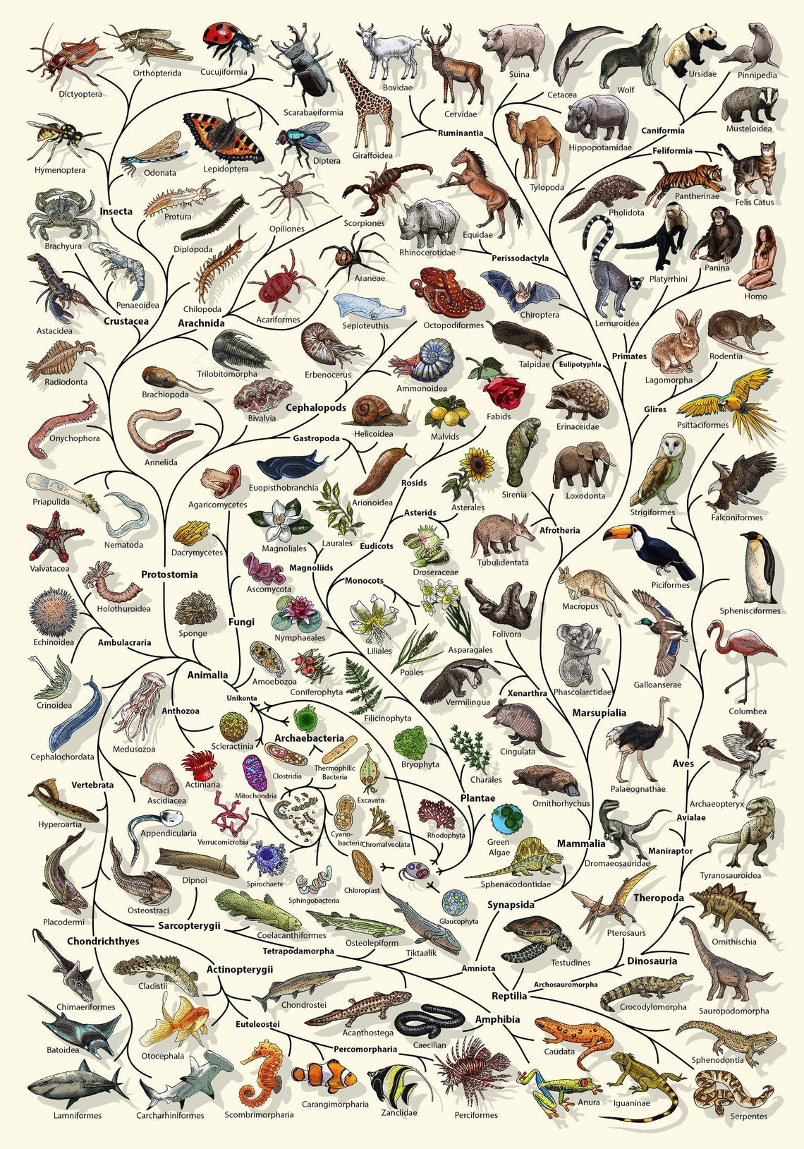 Evolution Tree of Life Poster: Biology Art Print - Etsy UK