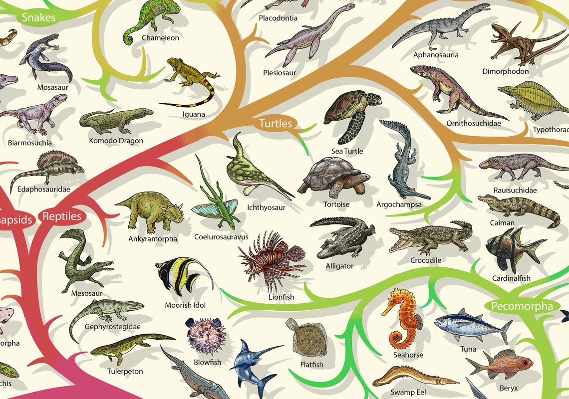 Darwinian Theory of Evolution Poster Plants and Animals Etsy