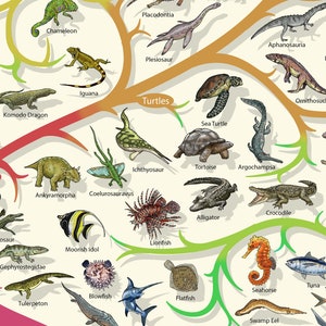 Phylogenetic Tree of Life Poster: Darwinian Evolution Art - Etsy