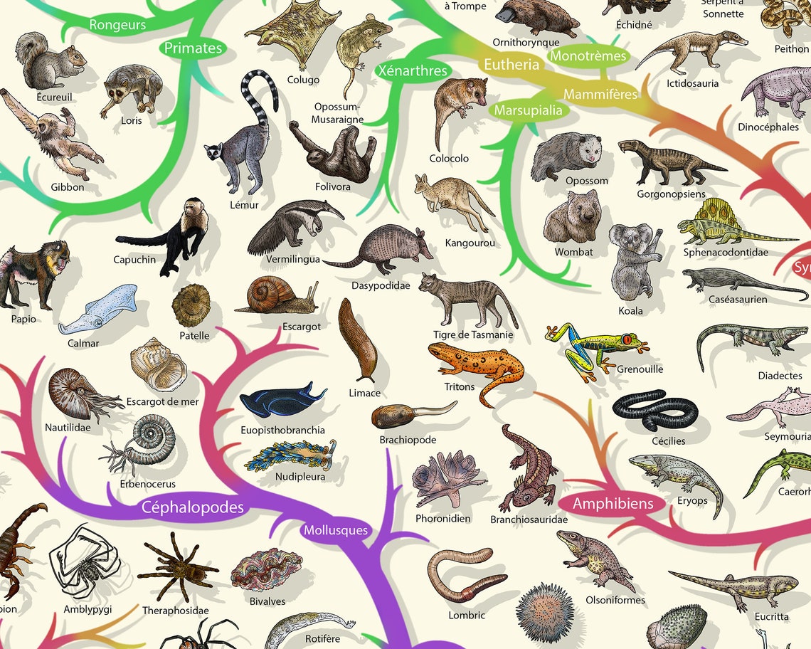 Darwinian Theory of Evolution Poster Plants and Animals Etsy