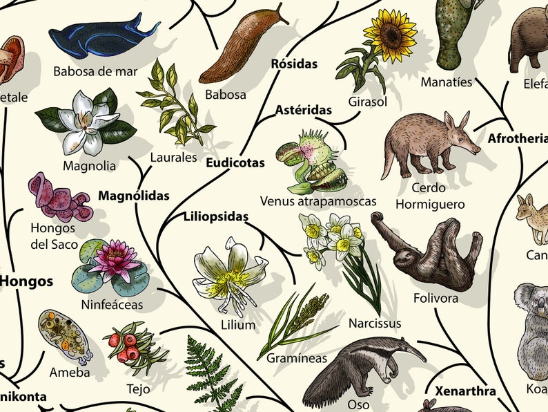 Evolution Poster Tree of Life Poster Biology Lover Gift Etsy UK