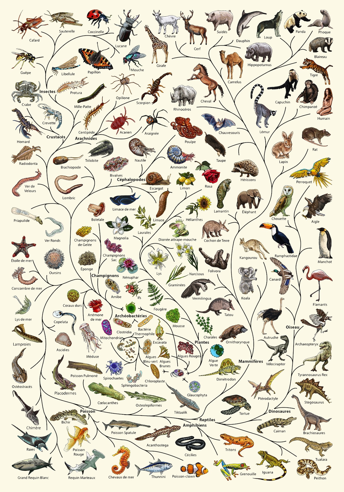 animal evolution tree